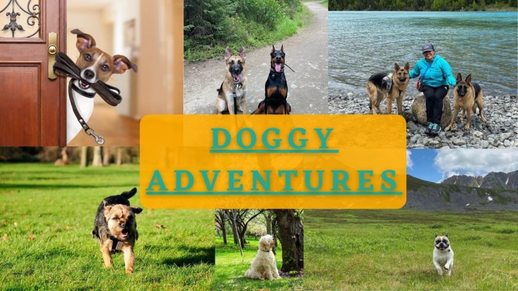 doggy daycare alaska - doggy adventures