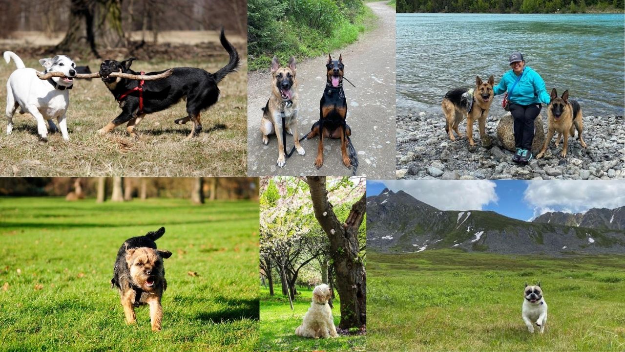 doggy daycare alaska - doggy adventures