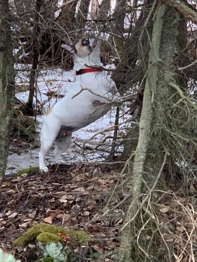 doggy daycare alaska - doggy adventures