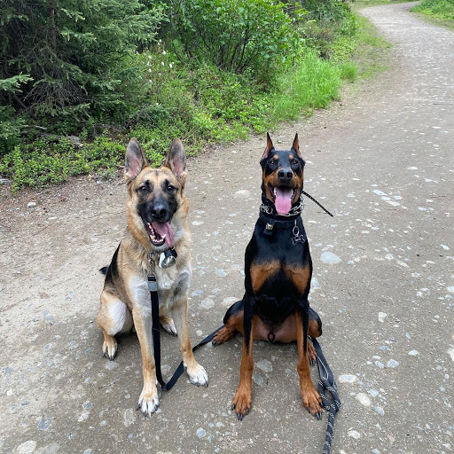 doggy daycare alaska - doggy adventures