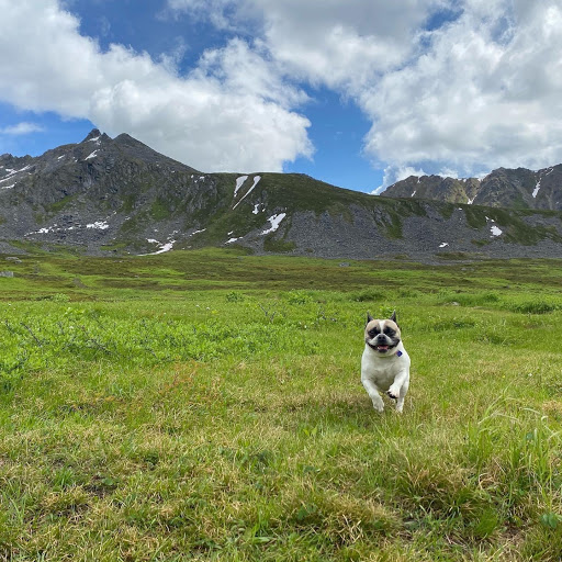 doggy daycare alaska - doggy adventures