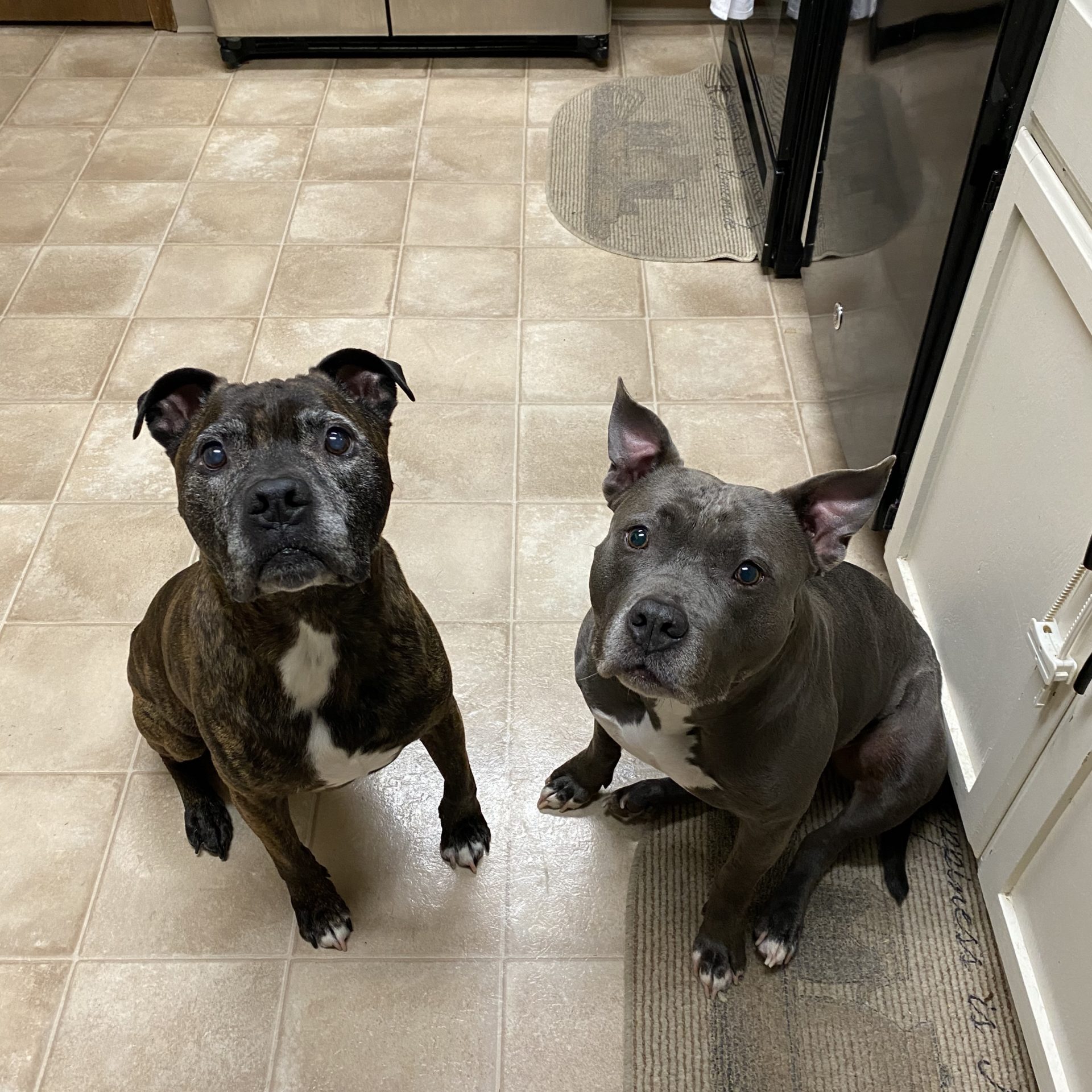 Doggy Adventures AK - Doggie Daycare in Anchorage Doggy Adventures AK - Doggie Daycare in Anchorage