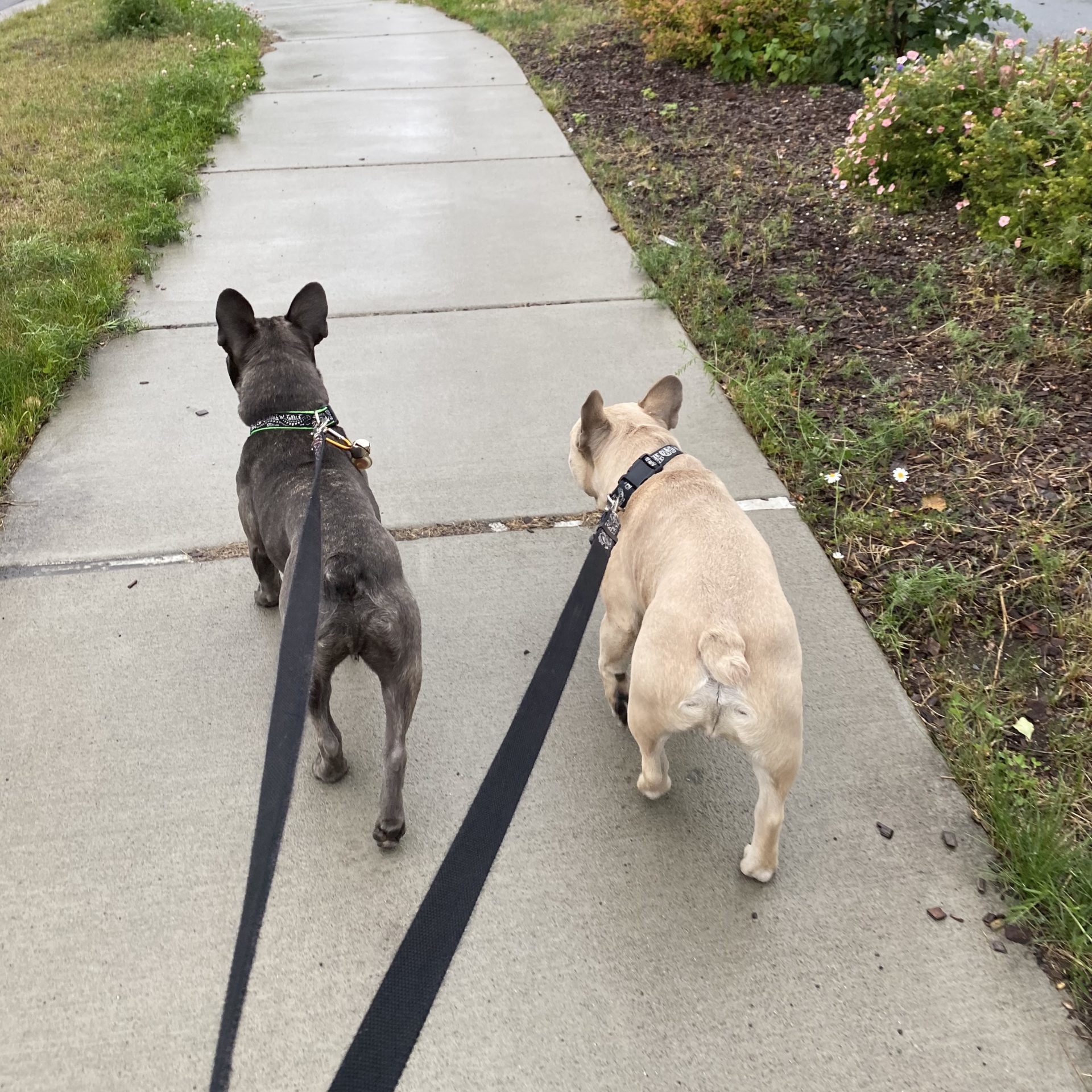 Doggy Adventures AK - Doggie Daycare in Anchorage Doggy Adventures AK - Doggie Daycare in Anchorage